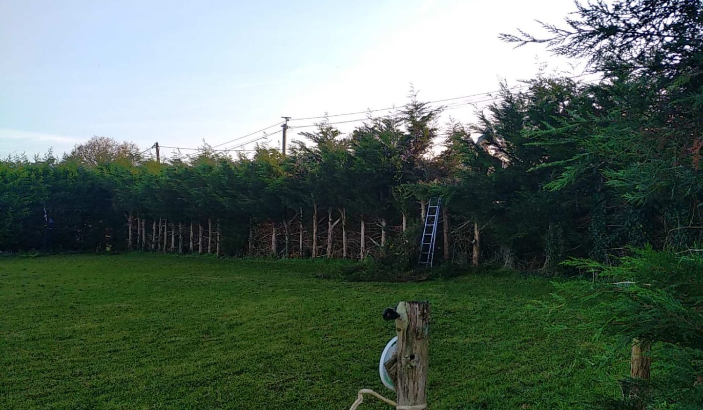 Gazon taillé et entretenu dans un jardin