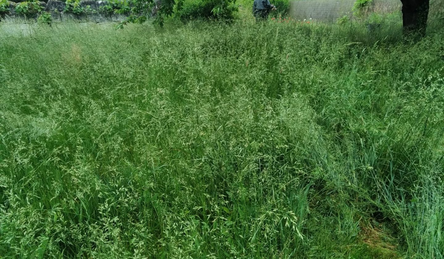 friche à débroussailler d'urgence dans un jardin non entretenu